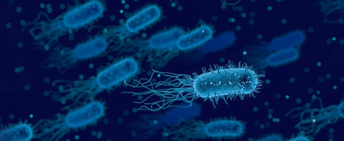 MicrobiolCurRes's tweet photo. Some Gut #Bacteria Produce #Toxic Chemicals That Can Damage the #brain 
for more details:https://t.co/d7lUA8q9AP https://t.co/TG714tDznz