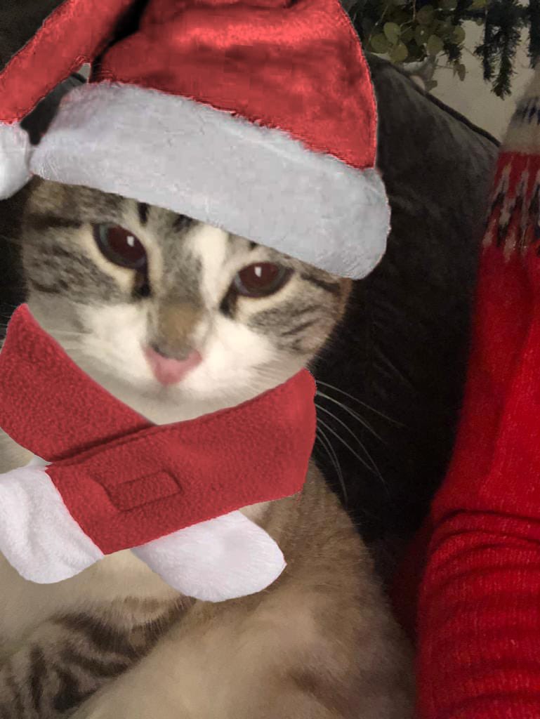 BooBunty's tweet photo. #CatsOfTwitter Happy Christmas and Happy New Year to you all! Hope there’s plenty of Cat Nip &amp; Dreamies on the Christmas menu xx https://t.co/4lTcKFEuDU
