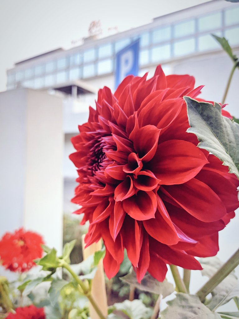 Iamzeeshanrana's tweet photo. Flowers grow back even after harshest winter, you will too. ❤️
#crysanthemum #Selfcaptured #Mobilephotography #naturephotography https://t.co/cTURuZpEHY