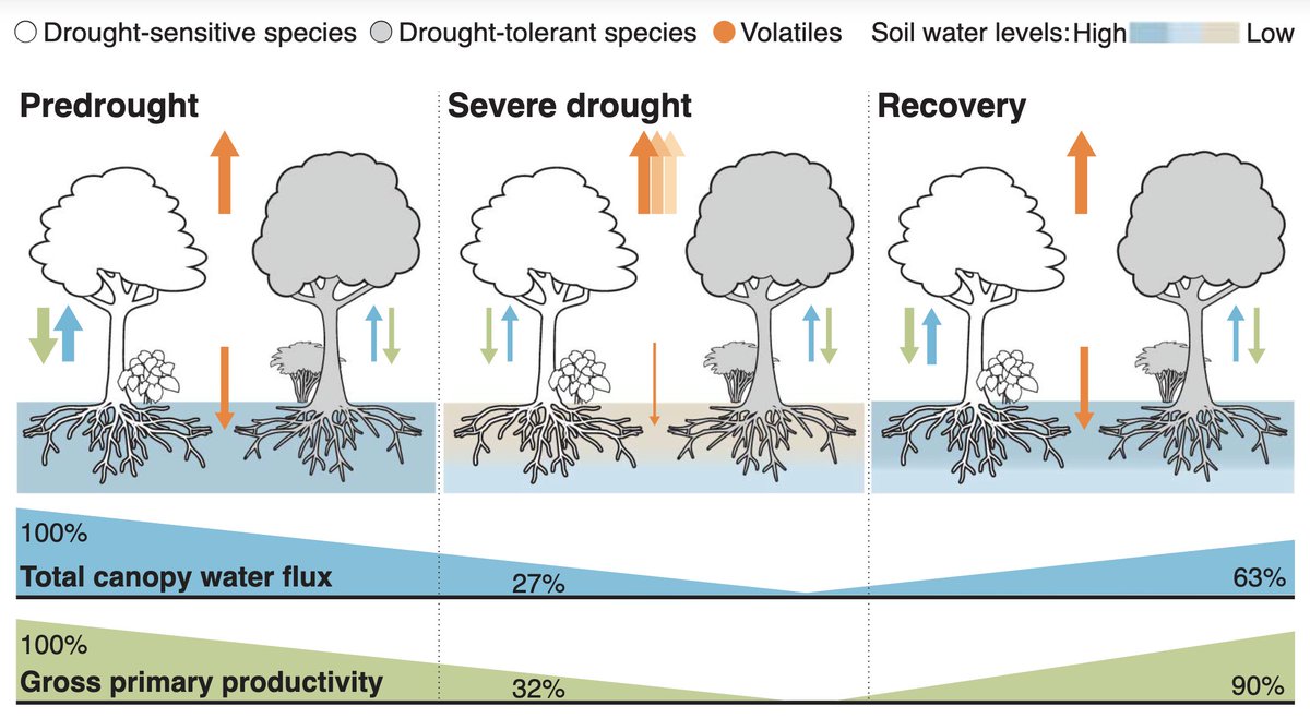 ScienceMagazine's tweet photo. The impacts droughts will have on features like carbon and water fluxes in tropical forests are a little clearer thanks to a study in an enclosed experimental forest ecosystem.

Learn more ⬇️

#ScienceResearch: https://t.co/ix6lBrUH3V
#SciencePerspective: https://t.co/Pe768NxiWV https://t.co/bajlgVCoEO