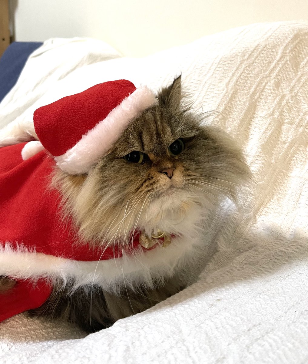 climbing_bird's tweet photo. ＃猫好きさんと繋がりたい ＃猫のいる暮らし ＃ペルシャ猫 ＃くりすますいぶ 
メリークリスマス🎄🎁🎅だニャン😸 https://t.co/3klWYWWbF0