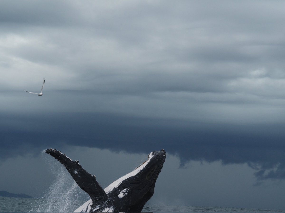 devoncooper_co's tweet image. After a conversation with some amazing humans today talking about sea life and swimming with whales I was inspired to go back through some images I took a little a while ago of some beautiful humpback whales during the last season. #humback