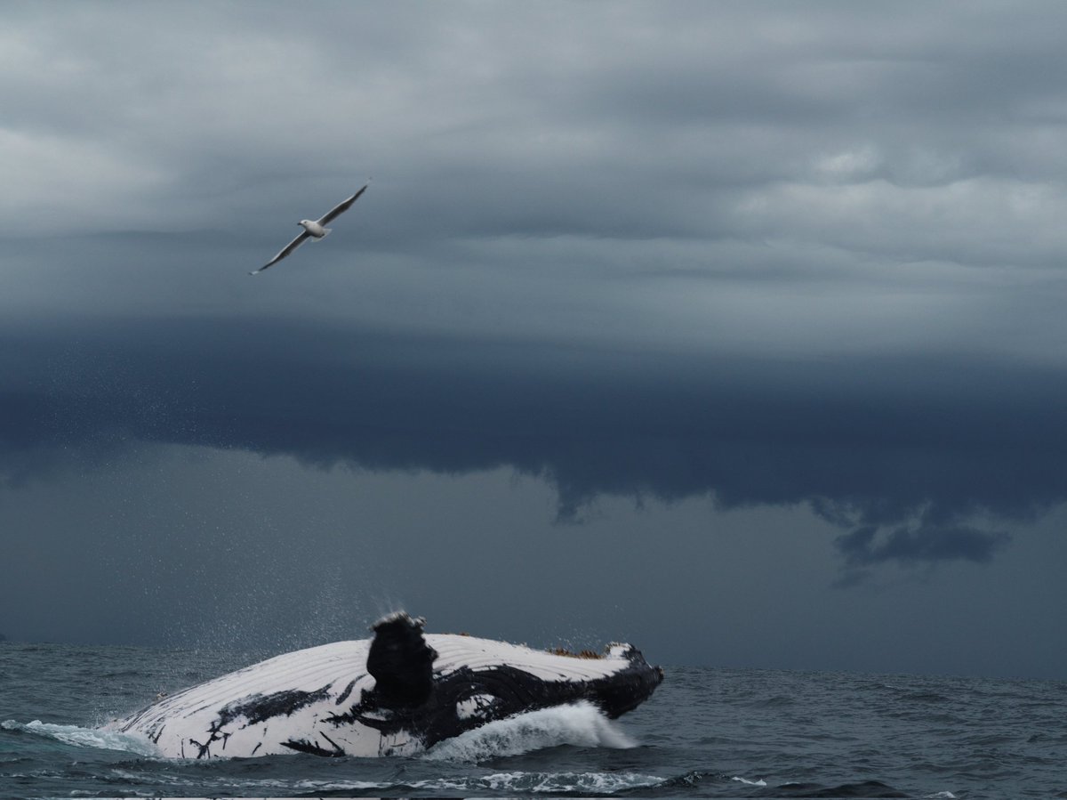 devoncooper_co's tweet image. After a conversation with some amazing humans today talking about sea life and swimming with whales I was inspired to go back through some images I took a little a while ago of some beautiful humpback whales during the last season. #humback