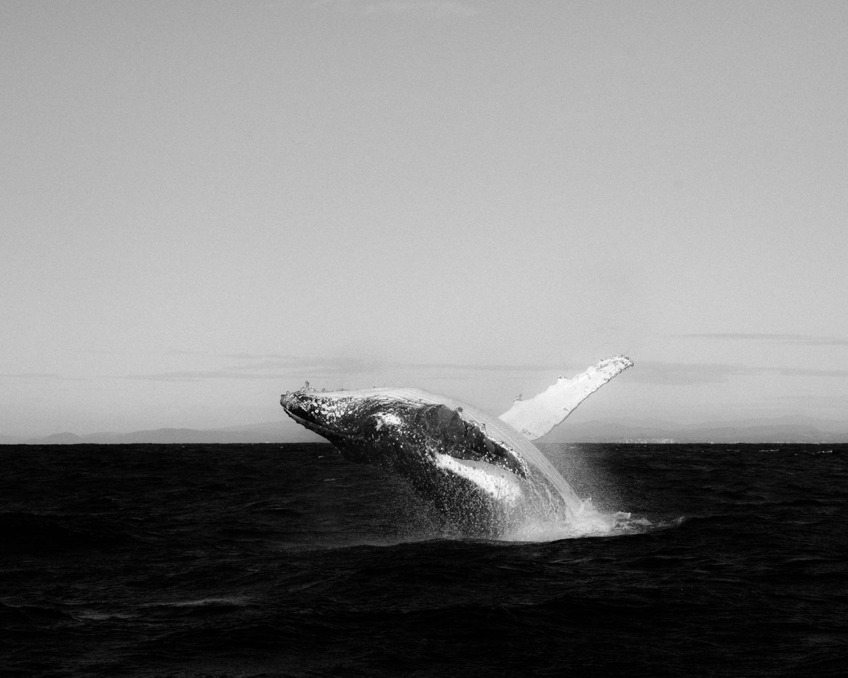 devoncooper_co's tweet image. After a conversation with some amazing humans today talking about sea life and swimming with whales I was inspired to go back through some images I took a little a while ago of some beautiful humpback whales during the last season. #humback