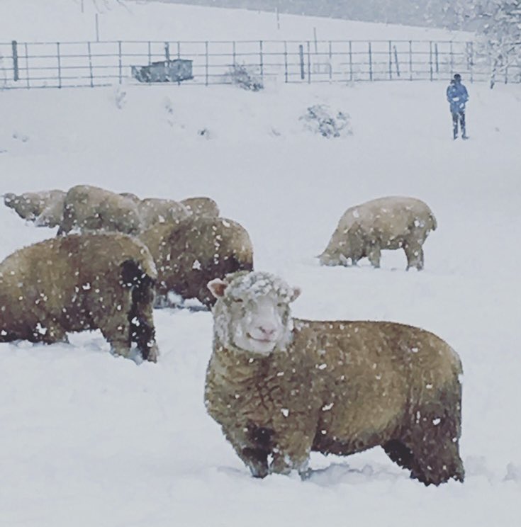 roundhillag's tweet photo. With another challenging year almost over Iβm sharing my absolute favourite smiley snowy sheep pic from a couple of years ago to wish you all the very best for a happy and healthy Christmas Take care
Kate x
.
#dorsetsheep #sheep365 #polldorsets https://t.co/679xHBEXHt