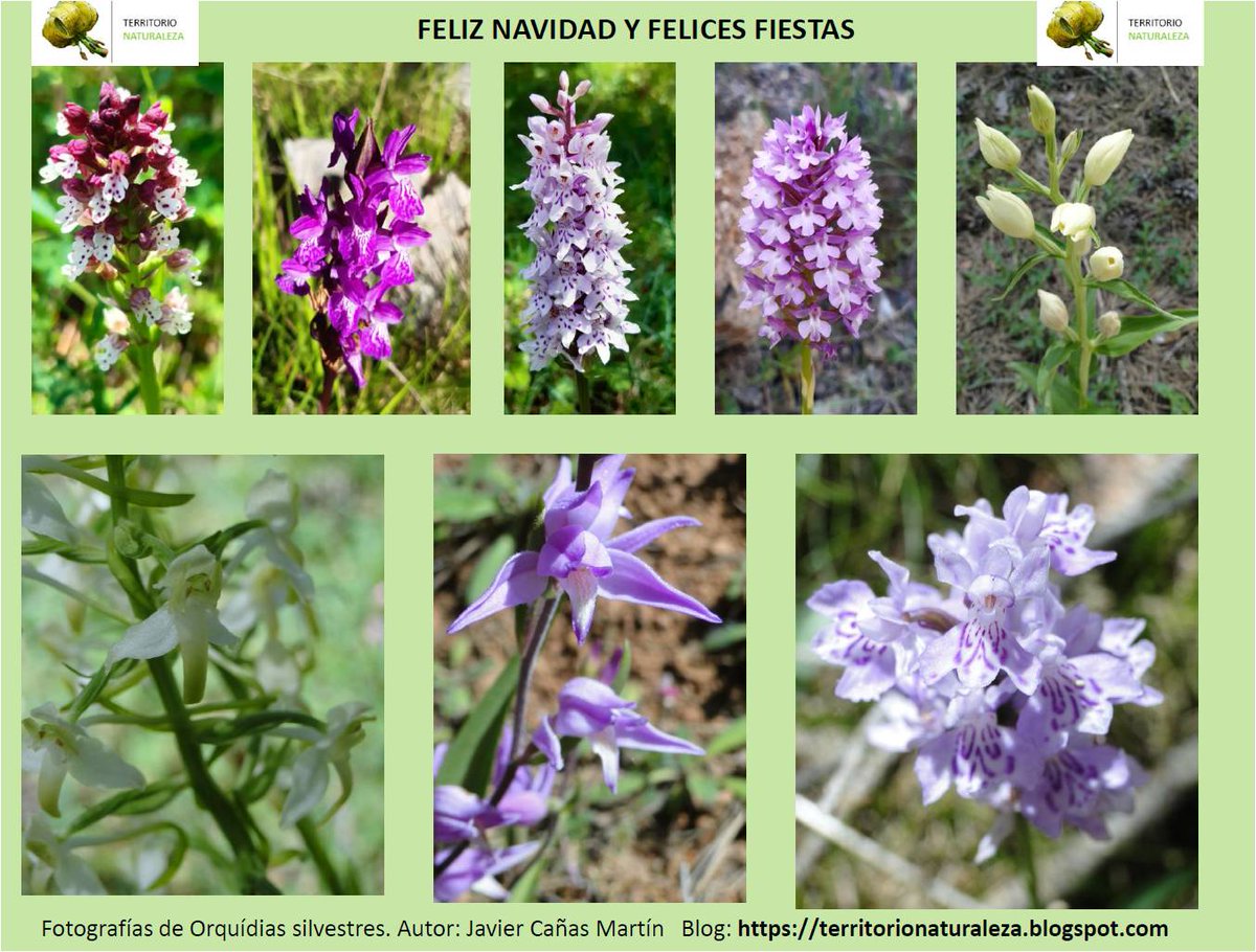 Feliz Navidad y Felices fiestas! #FelizNavidad