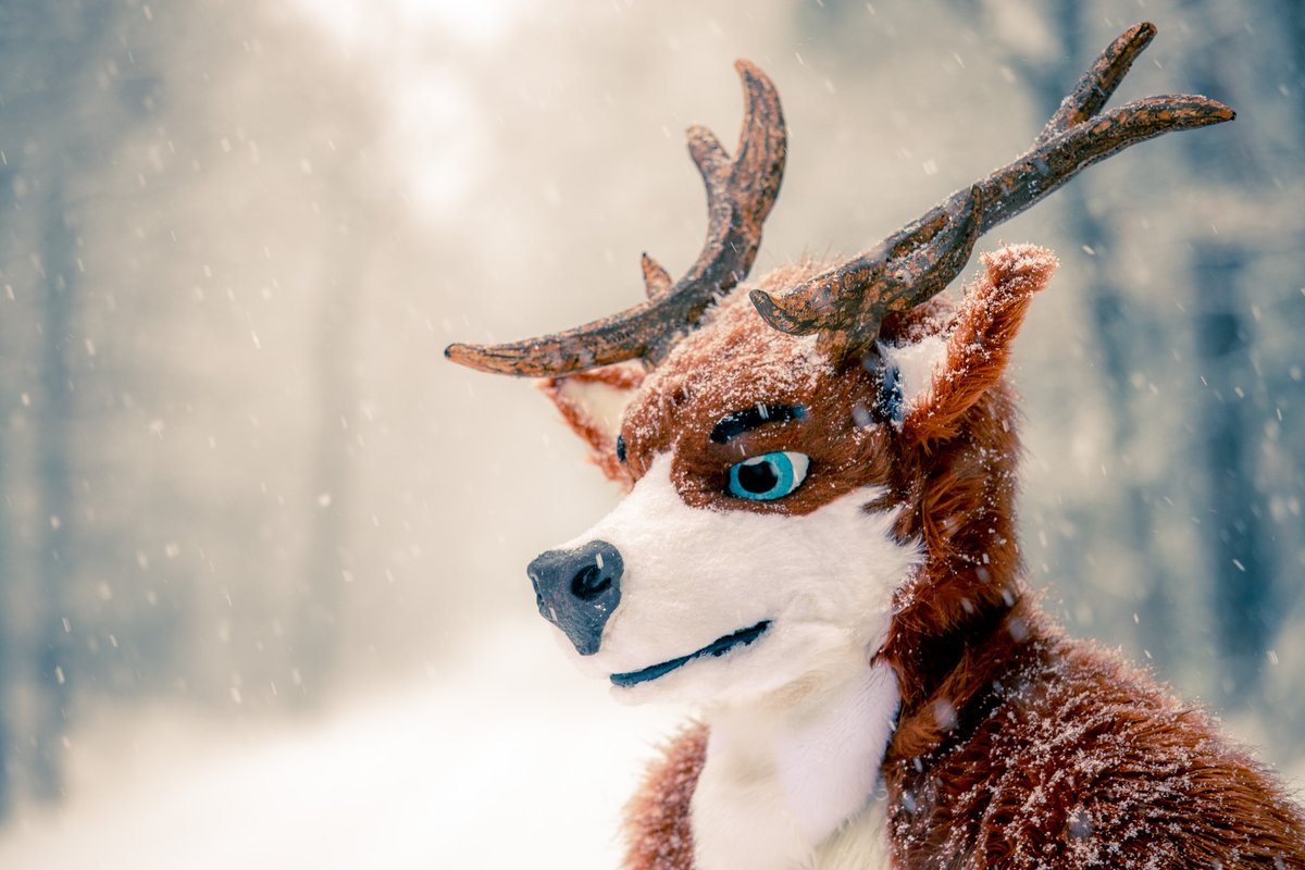 Noweti / Deerweti tweet media