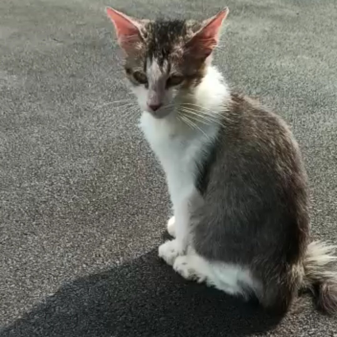 criouzly's tweet photo. Adopted him a month ago, I'm a proud mom🧶 https://t.co/HB59UQtjdZ