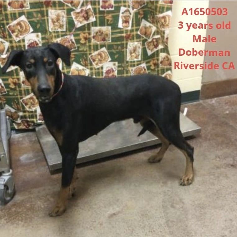 dogsmatter_'s tweet image. instagram.com/p/CX3BC0PrUR3/
📣 Status Yellow - 'Needs Rescue' LIST.🆘 ANY animal listed in the 'Needs Rescue' list is in danger of being euthanized....
#A1650503 #doberman #dobermanrescue #saveme #fosterme #lastcall #euthlist #redlist #shelterdog #urgent #rescueme #fos