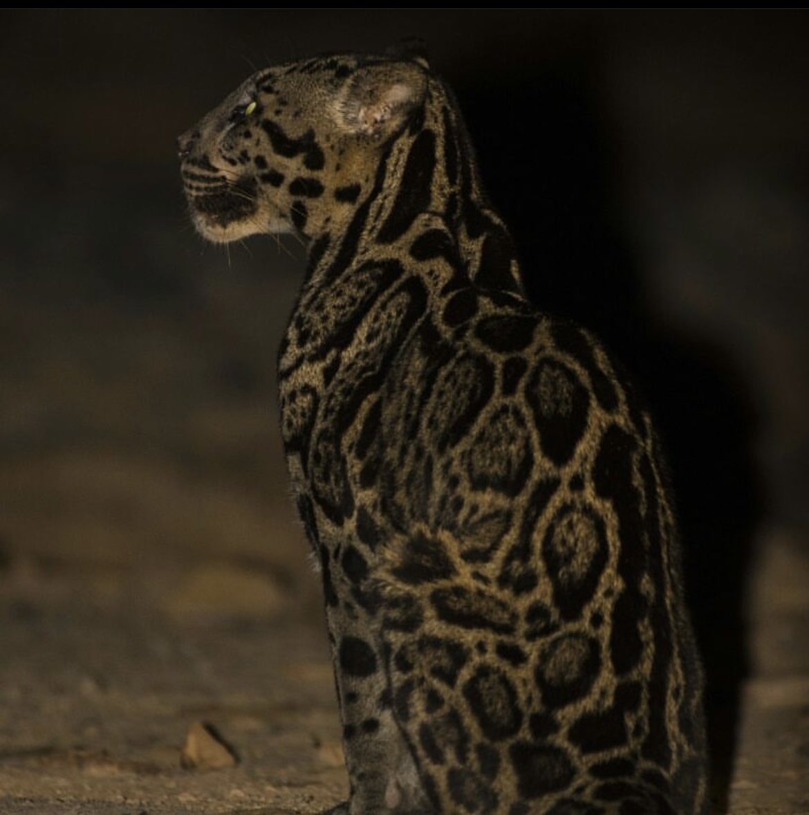 SaveSmallCats's tweet image. #BorneanCloudedLeopard in-situ 📸 by Mike Gordon 🐆 🎄