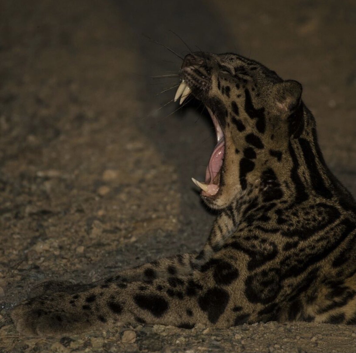 SaveSmallCats's tweet image. #BorneanCloudedLeopard in-situ 📸 by Mike Gordon 🐆 🎄