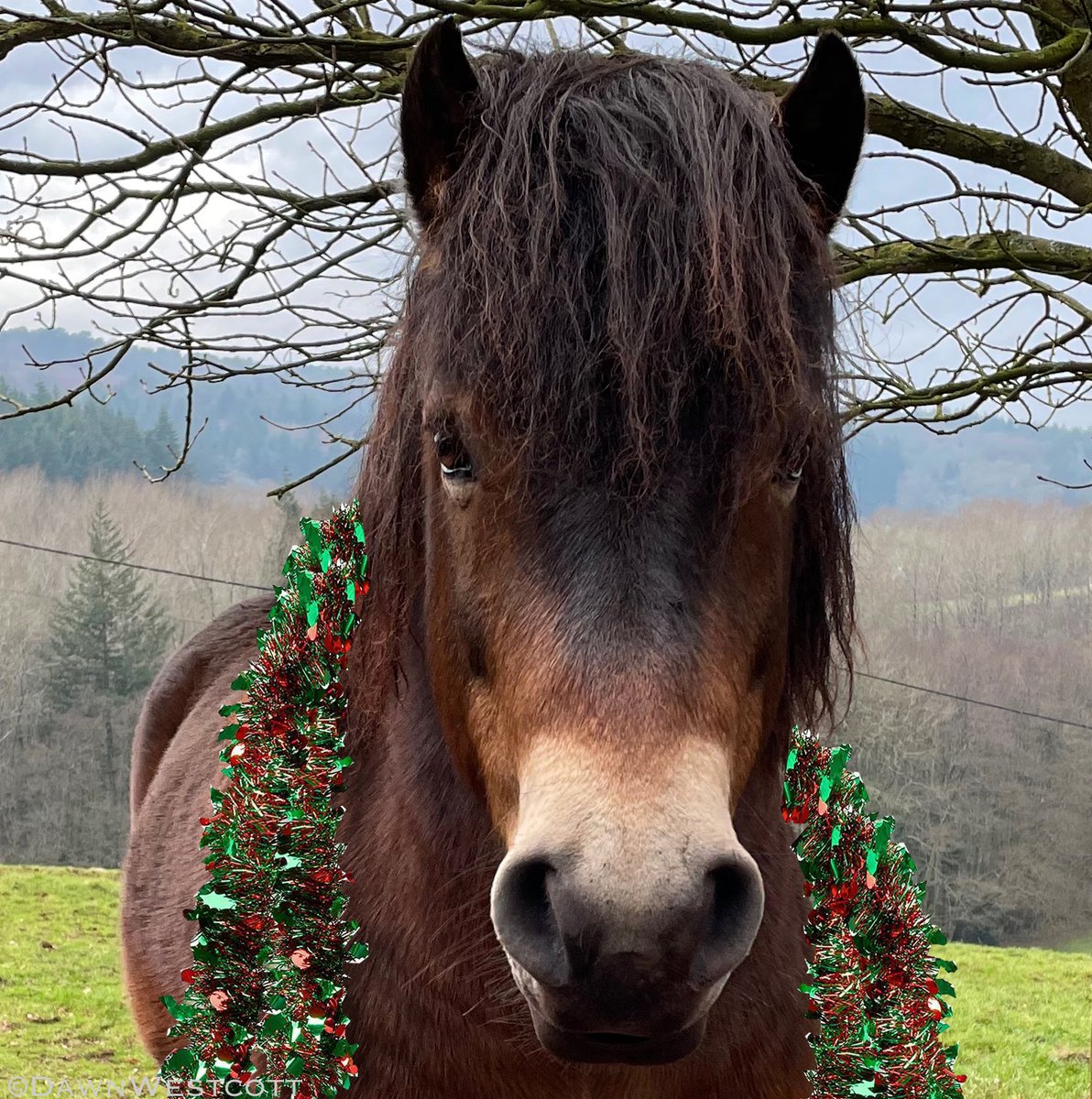 Exmoor Pony Project & Dawn Westcott tweet media