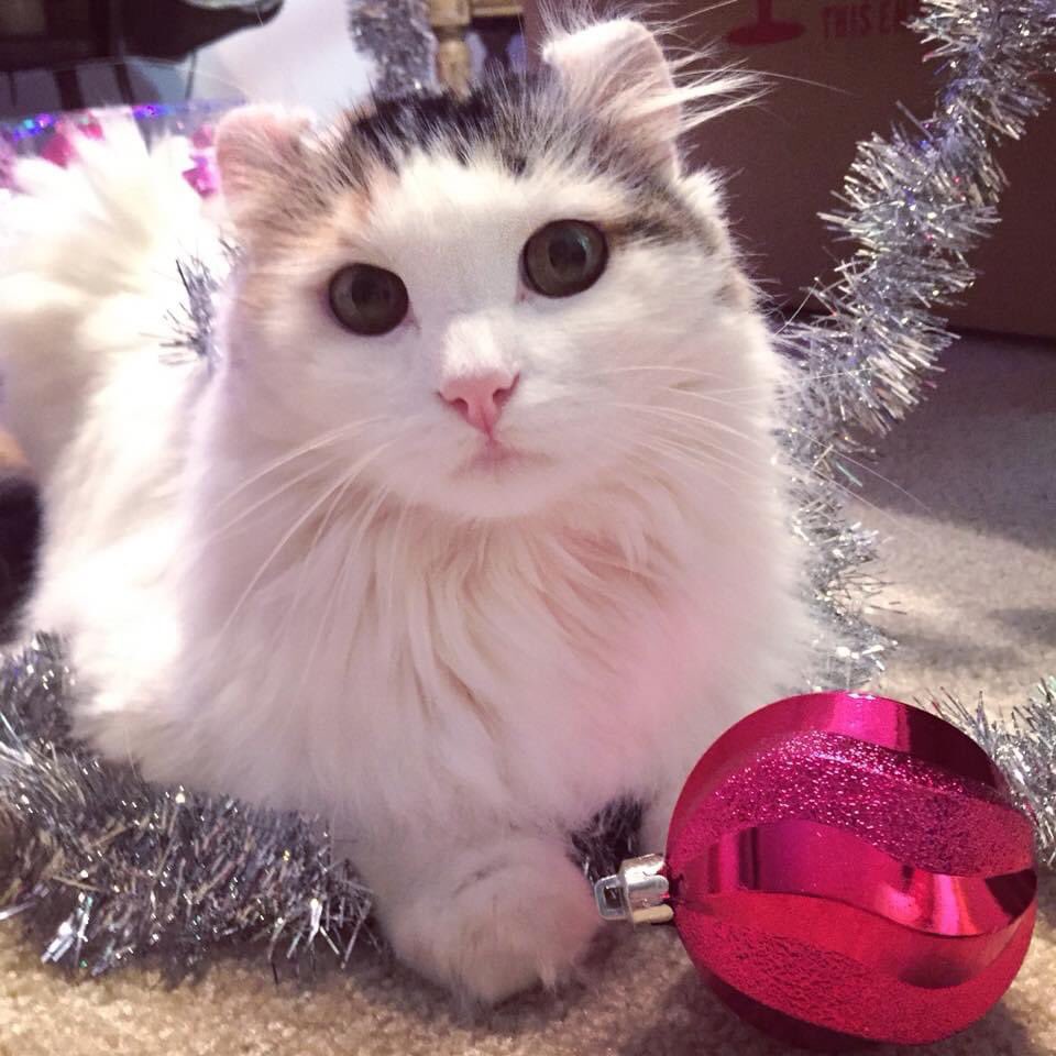 Happy Christmas Eve!!💕🎄🎅🏻 #ChristmasEve #CatsOfTwitter