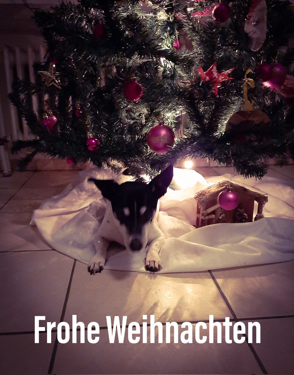 maliStickservic's tweet photo. Ich wünsche allen Frohe Weihnachten 🎄
Danke an alle Kunden für das tolle Jahr ❤
#FroheWeihnachten #Weihnachten #heiligabend #LastChristmas #danke #Weihnachtsbaum #Hund #dog https://t.co/2AaIqwrCYk