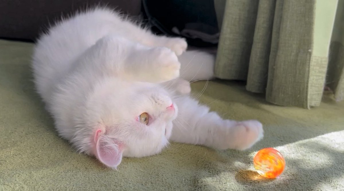 meow_circle's tweet photo. Cat staring at a bouncy ball😸
The ball and the cat's eyes are beautiful 😍😍😍
#CatsOfTwitter #beautiful #cat https://t.co/F1gVtTzcOs