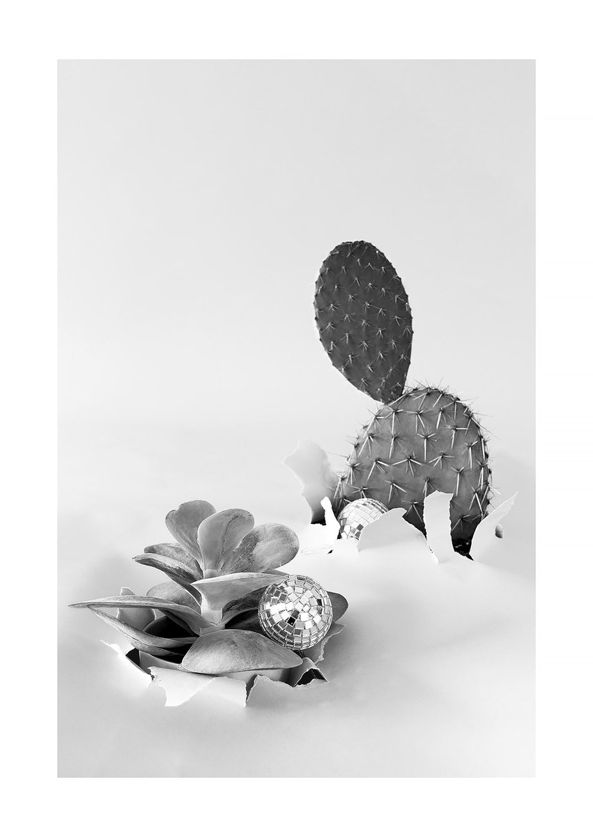 TreeNicola's tweet image. Happy Christmas #stilllifephotographer #Christmas #monocramatic #Celebrations #Christmas2021