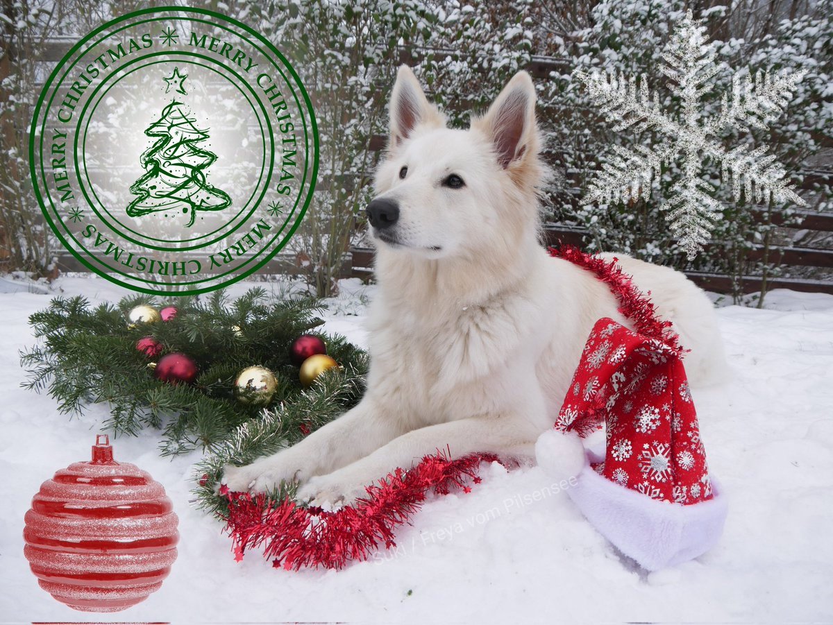 SukisDiary's tweet photo. Schöne Weihnachtsfeiertage 🐾❤️❄️🎄🤗 https://t.co/8KhowDZzxr