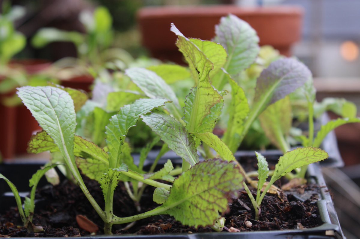 Saralimback's tweet photo. One thing I repeatedly hear is that growers can’t grow plug plants without peat……
These are #peatfree plugs from @organicplantsuk growing away happily in the garden….
It’s simply untrue……
#GardeningTwitter #peatfree #sustainable #mythbusting https://t.co/9uPDGByi5M
