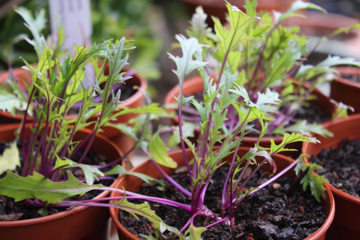 Saralimback's tweet photo. One thing I repeatedly hear is that growers can’t grow plug plants without peat……
These are #peatfree plugs from @organicplantsuk growing away happily in the garden….
It’s simply untrue……
#GardeningTwitter #peatfree #sustainable #mythbusting https://t.co/9uPDGByi5M