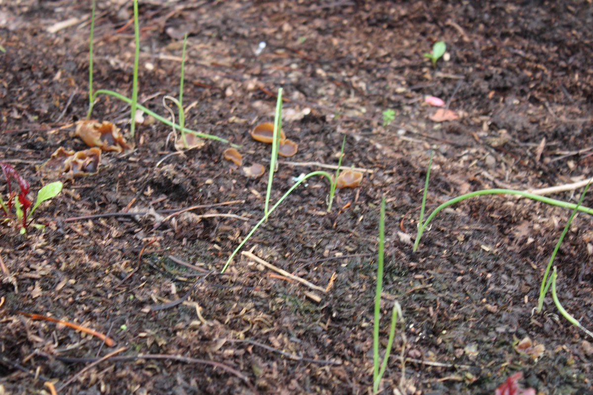 Saralimback's tweet photo. One thing I repeatedly hear is that growers can’t grow plug plants without peat……
These are #peatfree plugs from @organicplantsuk growing away happily in the garden….
It’s simply untrue……
#GardeningTwitter #peatfree #sustainable #mythbusting https://t.co/9uPDGByi5M