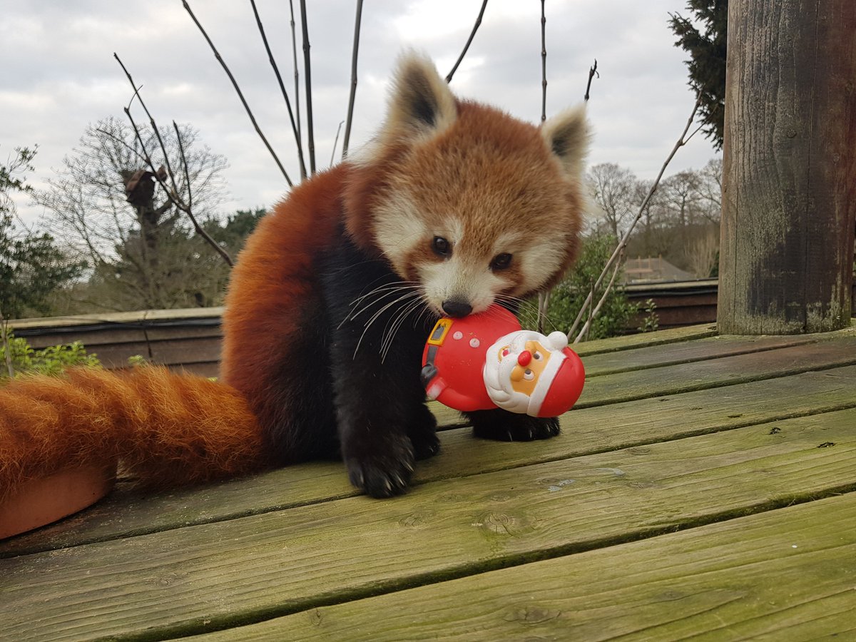 Red_Panda_Squad's tweet photo. Jungle Bells. 🎅 https://t.co/zsqsB4jGCr