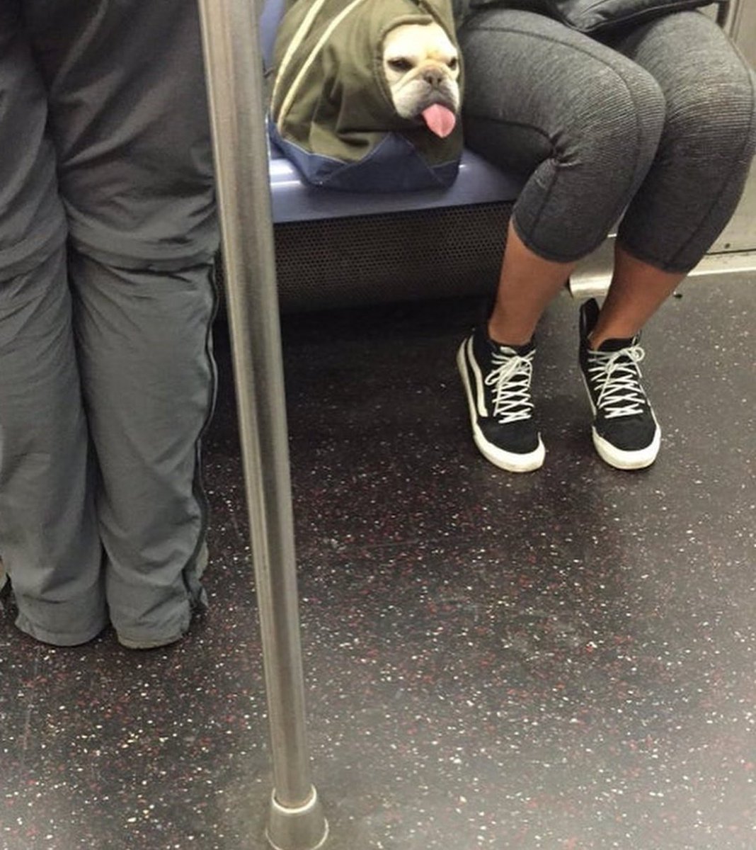 EN 2022 SOLO ASPIRO A SE COMO ESTE PERRO

✅ MUY XULITO
✅ USUARIO DE TRASPORTE PUBLICO O MEDIO DE TRASPORTE NO CONTAMINANTE
✅ LENGUA FUERA
✅ CALENTITO
✅ KE ME DE DE COME GRATI
✅ KE ME LLEVEN A LOS SITIO SIN YO PREOCUPARME
✅ TODO ER MUNDO ME KIERE SALUDA PERO YO PASO
