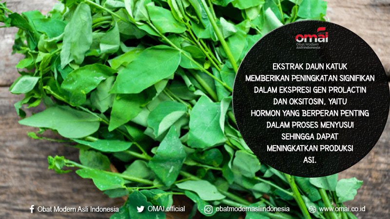 Ekstrak Daun katuk memberikan peningkatan signifikan dalam ekspresi gen prolactin dan oksitosin, yaitu hormon yang berperan penting dalam proses menyusui sehingga dapat meningkatkan produksi ASI.

#OMAI
#BanggaBuatanIndonesia
#ObatModernAsliIndonesia
#InovasiIndonesia