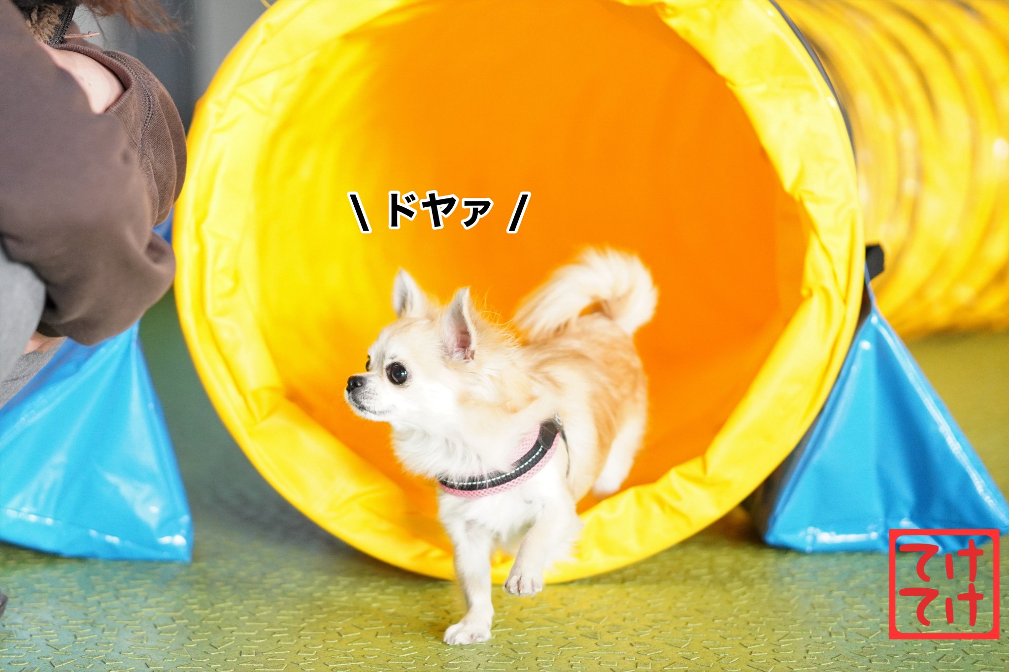 ウェルネスドッグパーク てけてけ ウェルネスドッグパークてけてけ 倉敷ドッグラン 倉敷ドッグカフェ アジリティ チワワ トンネルの向こうはてけてけでした T Co Ui4rcquj2a Twitter