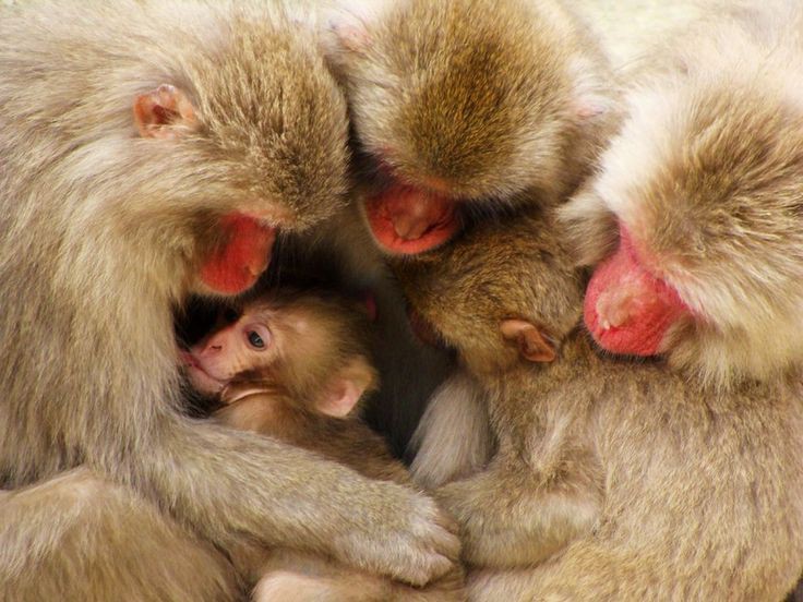 Забота о детенышах. Детеныш обезьяны. Обезьяны забота. Семья обезьян. Семейство мартышек.