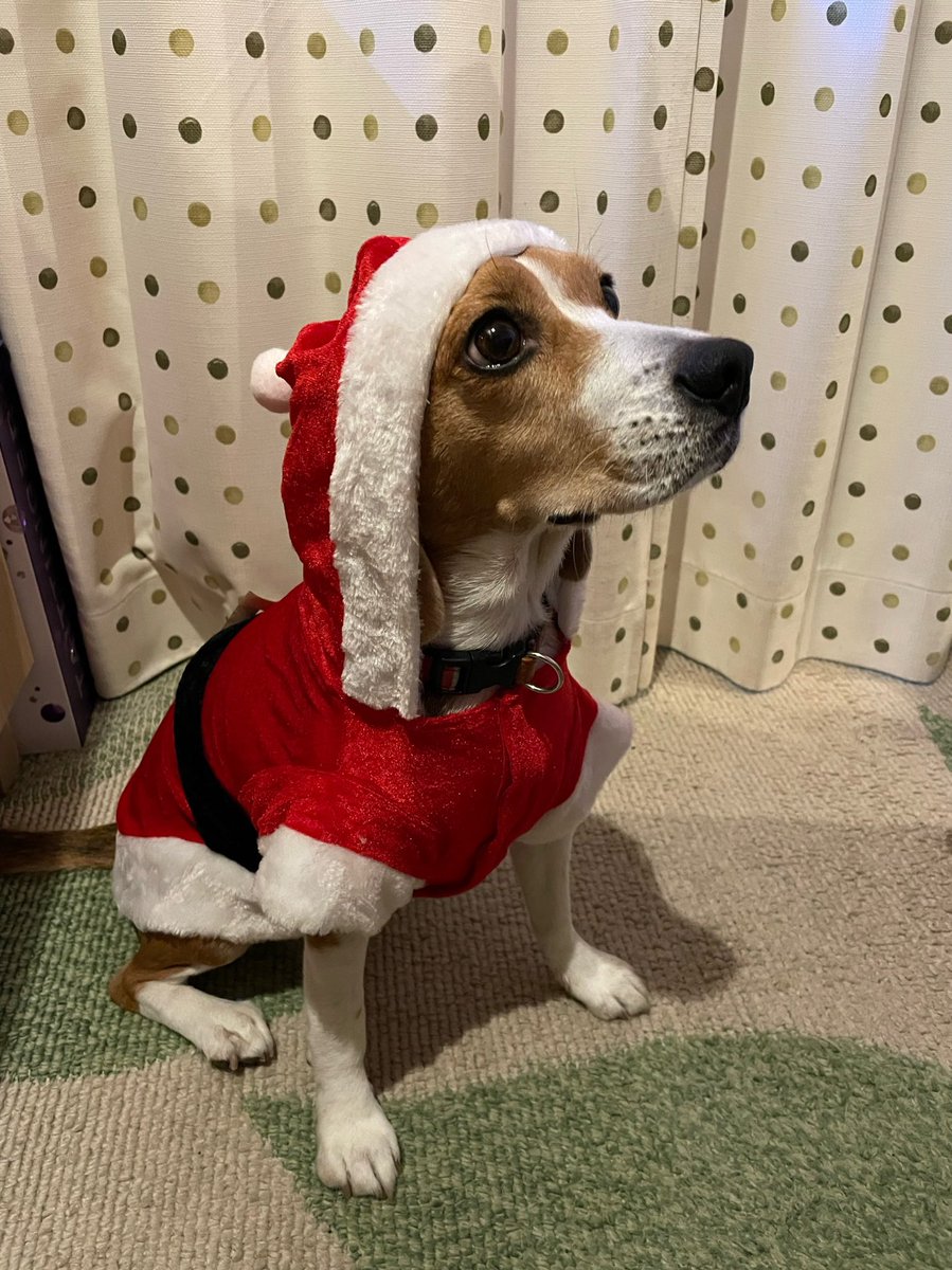 Happy holidays!!! 🎄🎅🏻
#beagle #ビーグル #Christmas #クリスマス #トナカイ #Reindeer #SantaClaus #サンタクロース