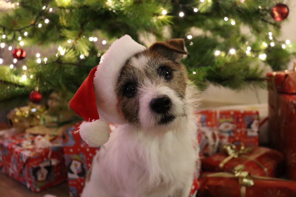 Hyvää joulua kaikille! God Jul till Er alla.