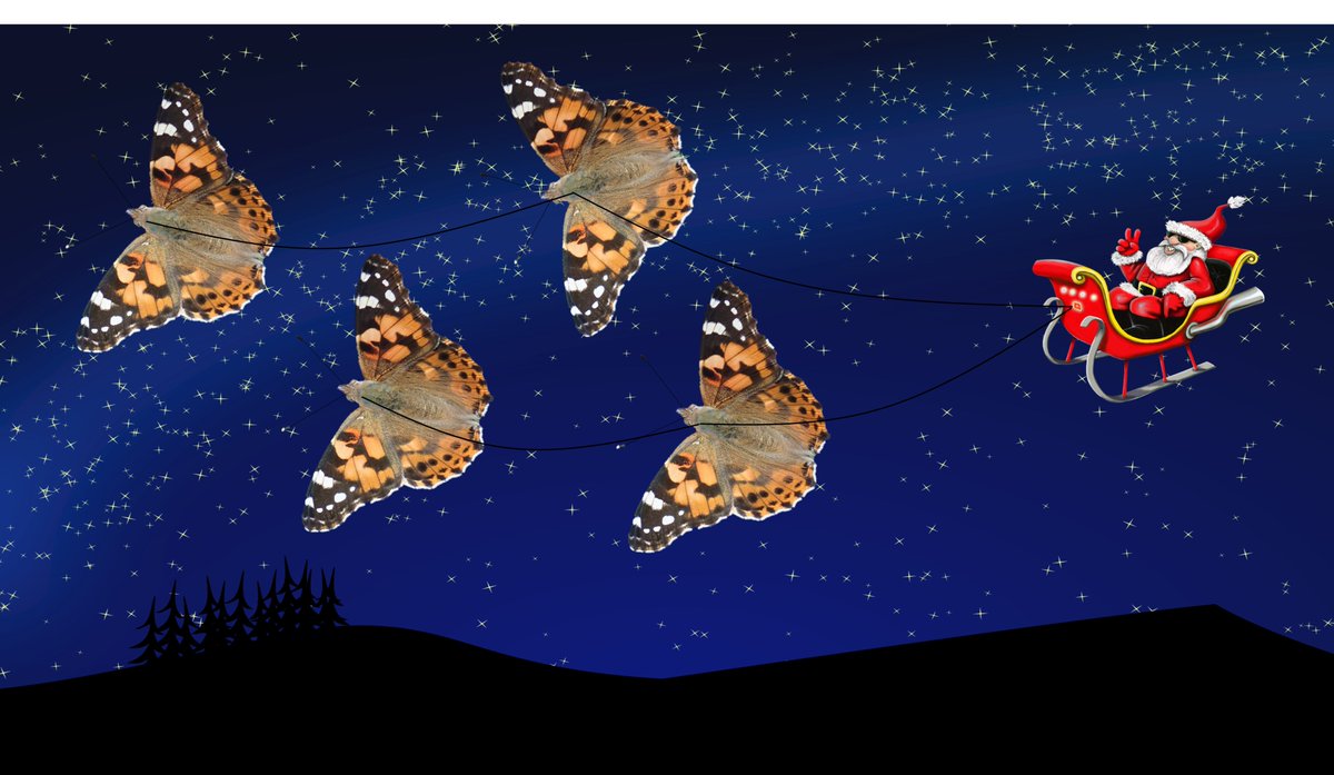 Liam_M_Crowley's tweet photo. #InsectAdvent day 24. Santa's on his way, and this year his sleigh is drawn by Painted Lady butterflies, Vanessa cardui, because they're used to flying long distances! #InsectPowered https://t.co/kMqARdYydG