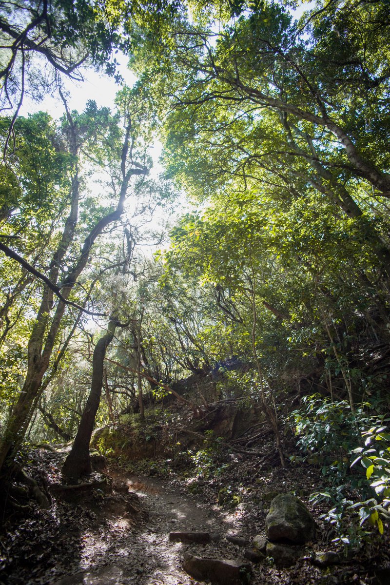 jorge_sva's tweet photo. Parque rural de Anaga, Tenerife https://t.co/AQdY7yU7KL