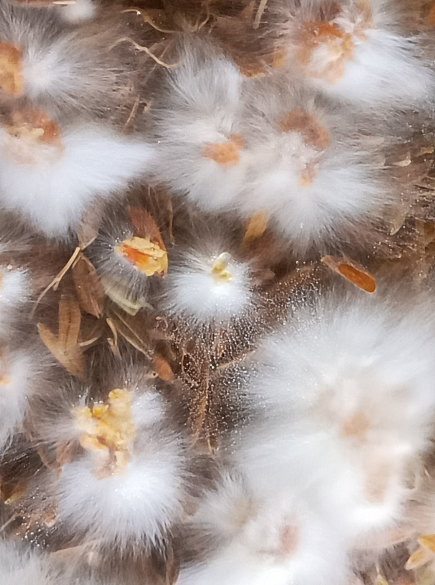 EcowebLab's tweet photo. Nature's beautiful network!!
Mycelium binding on the substrate #biofabrication #biomaterials #biodesign #agriculturalwasteprocessing #agriculuralwastemanagement
#neatehub #mushroomlove #saveearthsavelife https://t.co/0niIbtaRfk