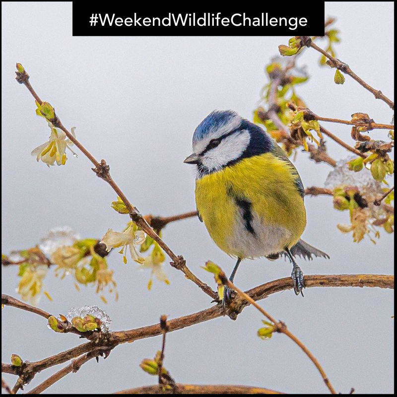 wildlifeaid's tweet photo. Happy new year to you all!
With Christmas time getting people out walking with family, we'd love to see pictures of any wildlife you've managed to spot along the way.
Post your images in the comments below.
#weekendwildlifechallenge
#wildlife
#wildlifephotography https://t.co/VhNyPTb7KK