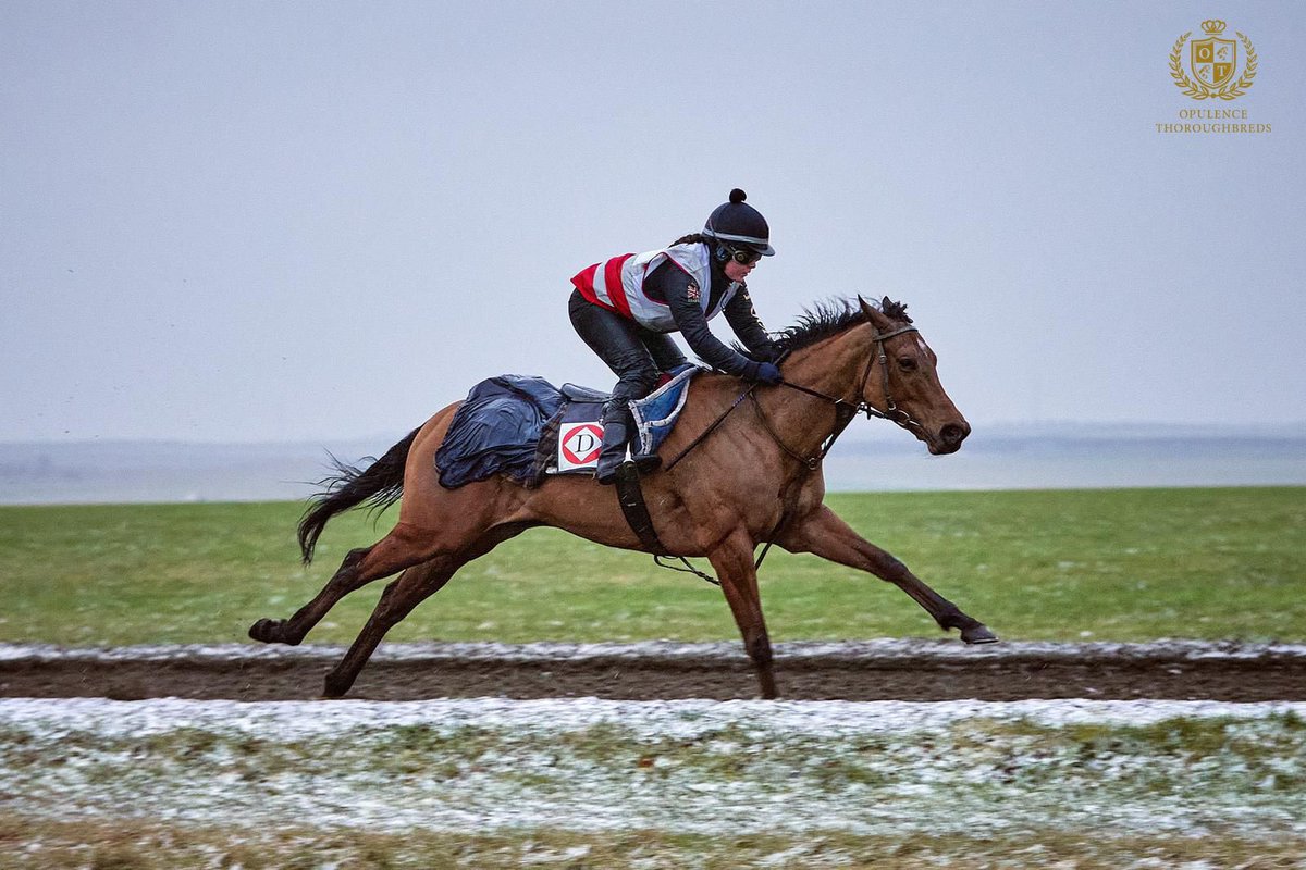 OpulenceThoroughbreds tweet media