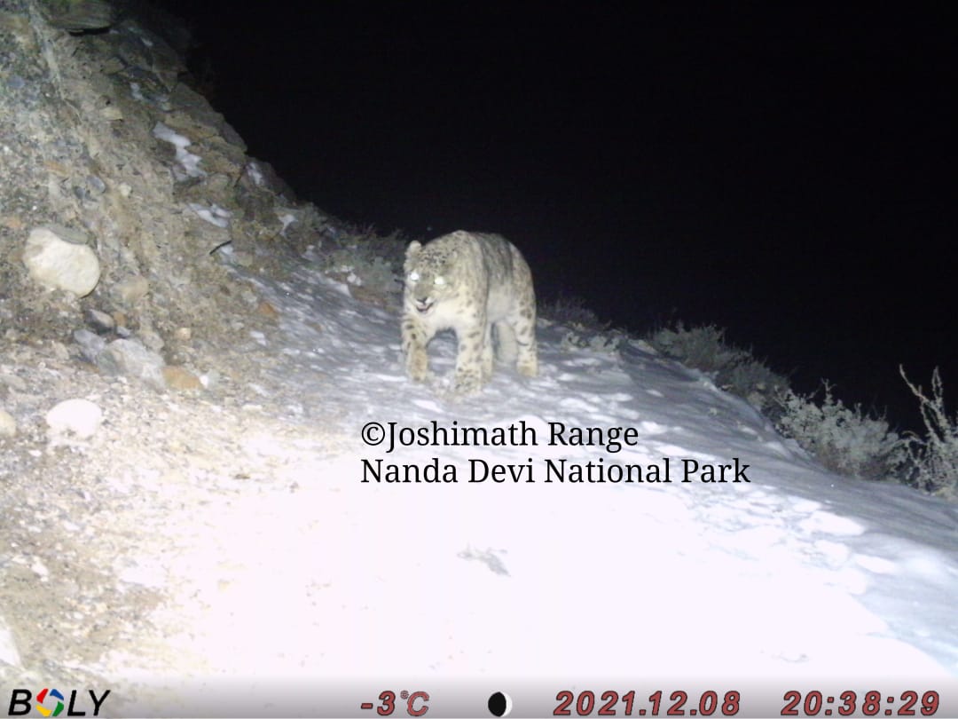 chetna_kandpal's tweet photo. Our efforts yielded results
#Cameratrapped #TheGhostOfHimalayas
#ThanksToMyStaff
#ThanksToDFOSir #NDNP
@paragenetics https://t.co/7ay2KyVWDH