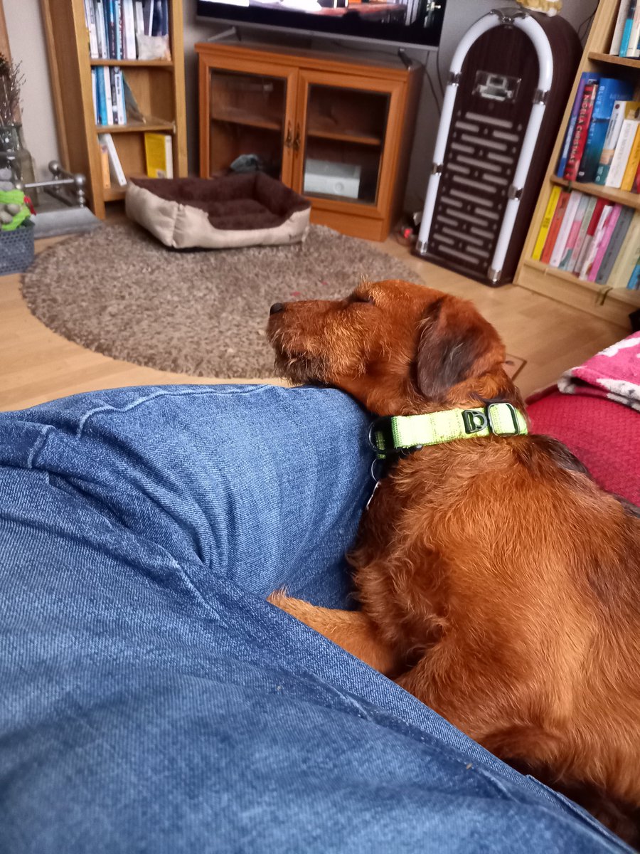 Dad's ankle is the perfect pillow,  what's yours ? #DogsofTwittter #sleepydogs
