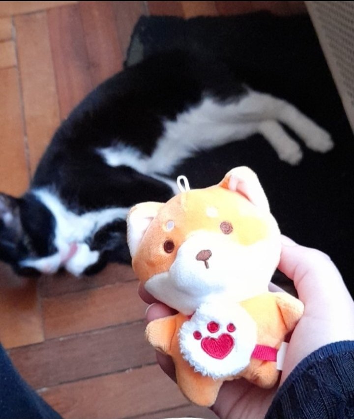 OT8CUMSLUT69's tweet photo. #shiber @ATEEZofficial #doggo #oreocat https://t.co/AX5QiZpaoE