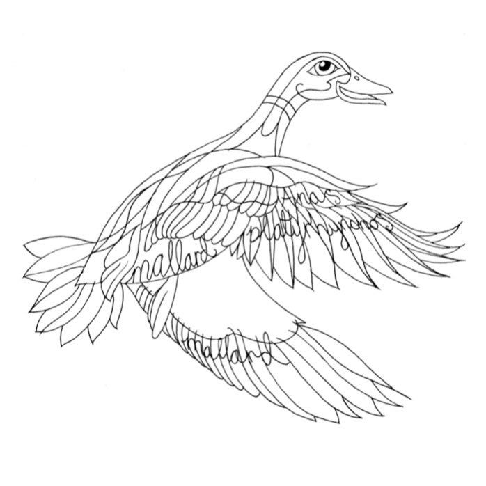 HarwoodAliArt's tweet photo. Liver Birds Colouring Book
by Ali Harwood
Advent Calendar
24th December:
mallard
With more than 50 pages and over 100 birds to colour, there’s much to explore.
#liverbirds #colouringbook #coloringbook #artist #poet #teacher #illustrator #illustration #BrotherTom #mallard https://t.co/E5CxKHnyMq