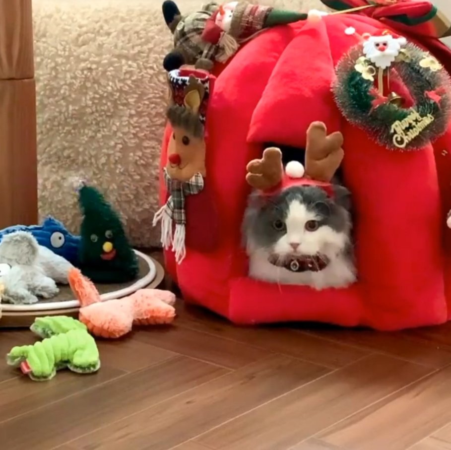 ddimean's tweet photo. merriest christmas everyone! me and my little family wishing you a season that's merry and bright with the light of God's love 🎄♡

@JJK__BTS97 https://t.co/QI9hat2sSG