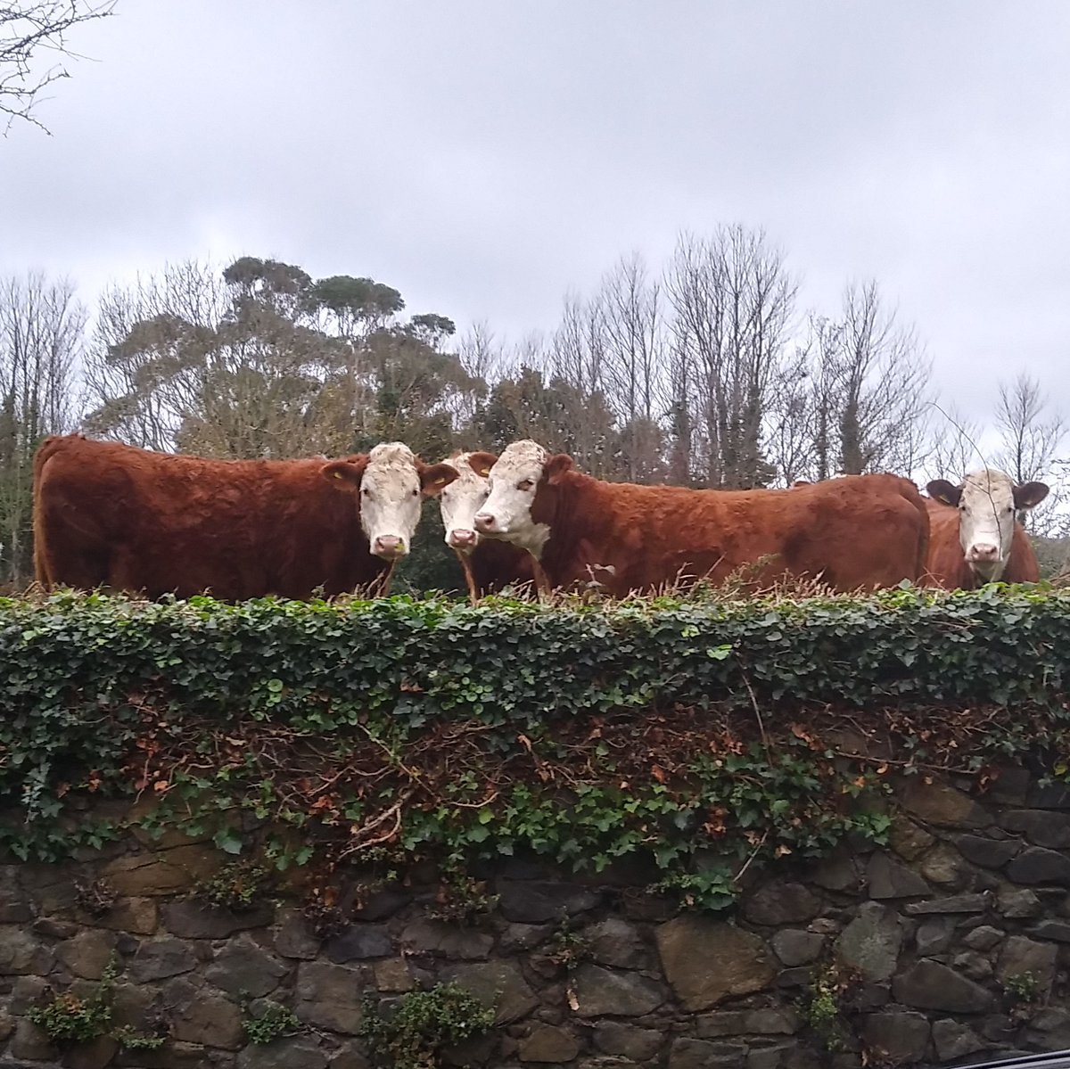 TheOneTrueBeird's tweet photo. Dolly The Sheep's Cousin Clone Cows sure gave me cause for concern 😳 https://t.co/G2cJBc5DL0