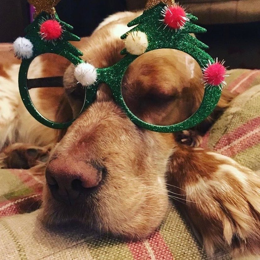 #martinthesetter feeling festive @settusfree ❤️🐾 a far cry from his life in a pound in Spain