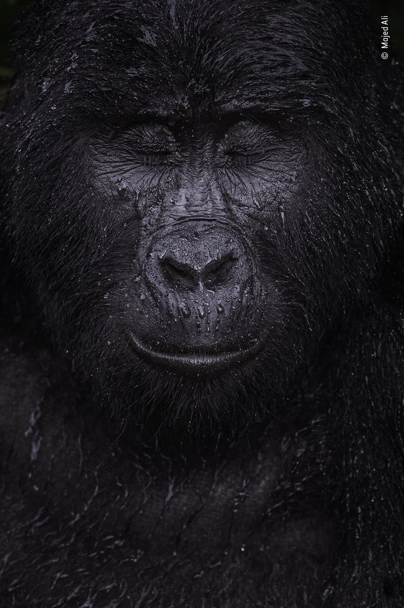 FBiodiversidad's tweet photo. El retrato de Kibande, un gorila de montaña de casi 40 años que habita en el Parque Nacional de Uganda, ganó el premio a "Retrato Animal" en los #WildlifePhotographerYear2021.

📷 | Majed Ali https://t.co/0hntoRPRtT