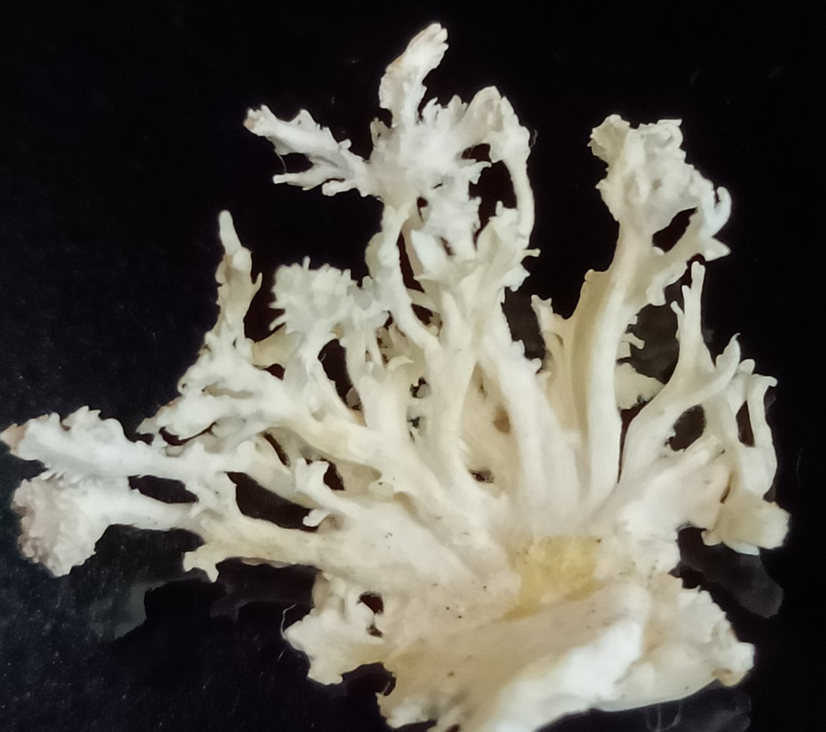 EcowebLab's tweet photo. White fluffy growth of mycelium!
#natureswonder #myceliumnetwork #researchlife #alternativetoplastic #biodegradablepackaging #biofabrication #balancedecosystem #cleanearthmatters https://t.co/DrnGqRXr41