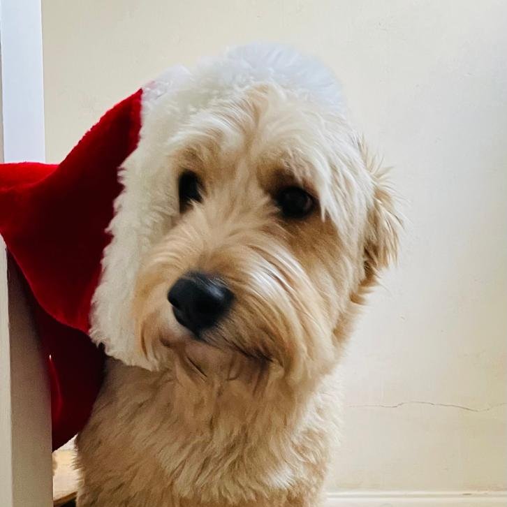 WestAndBerry's tweet photo. Team West &amp; Berry would like to wish all of our family, friends, clients, neighbours and network a very Merry Christmas and a Happy New Year!

This is Eccles, he is still learning how to wear a Santa hat. Try again next year Eccles! https://t.co/2ioM8oNKIO