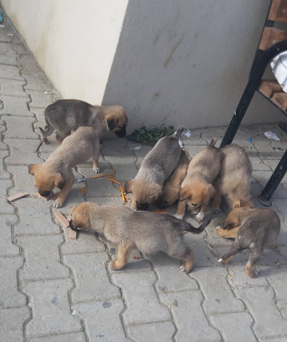 KIRIKHANpati's tweet photo. Arkadşlar bakın durum çok vahim çok açlar, çubuk kraker yiyorlar ya, verecek mamamız kalmadı, 1 paket mama 1 günde tükeniyor. Ayaz feci, koruancakları yer yok, mamaları yok, ben artık çaresizce birilerinin mama göndermesini diliyorum😔 https://t.co/c8HvgnM0iE