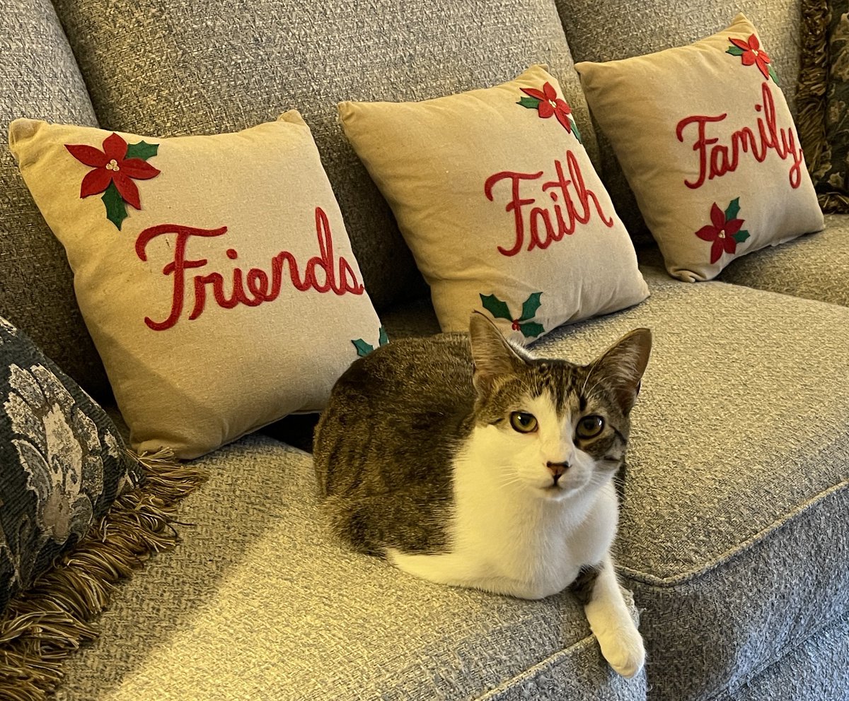 vroberts9's tweet photo. Happy #ChristmasEve greetings with Molly representing our family today. We all hope you are enjoying the holidays. #Tuffcats #CatsOfTwitter #DogsOfTwitter https://t.co/JsA3SgJuCi