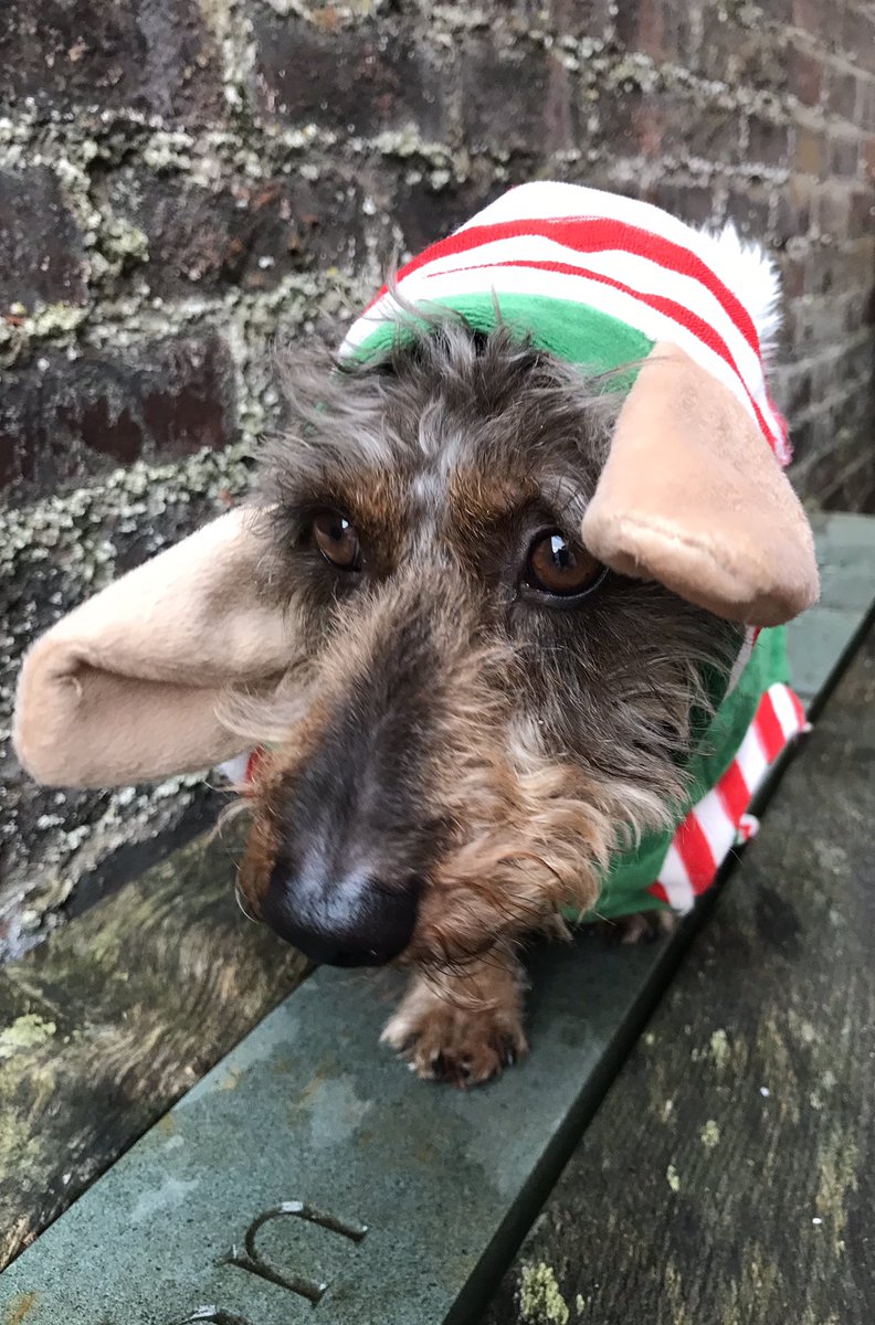 Thank goodness it’s just once a year! Merry Christmas my darlings 🐾 😚 #sausagearmy