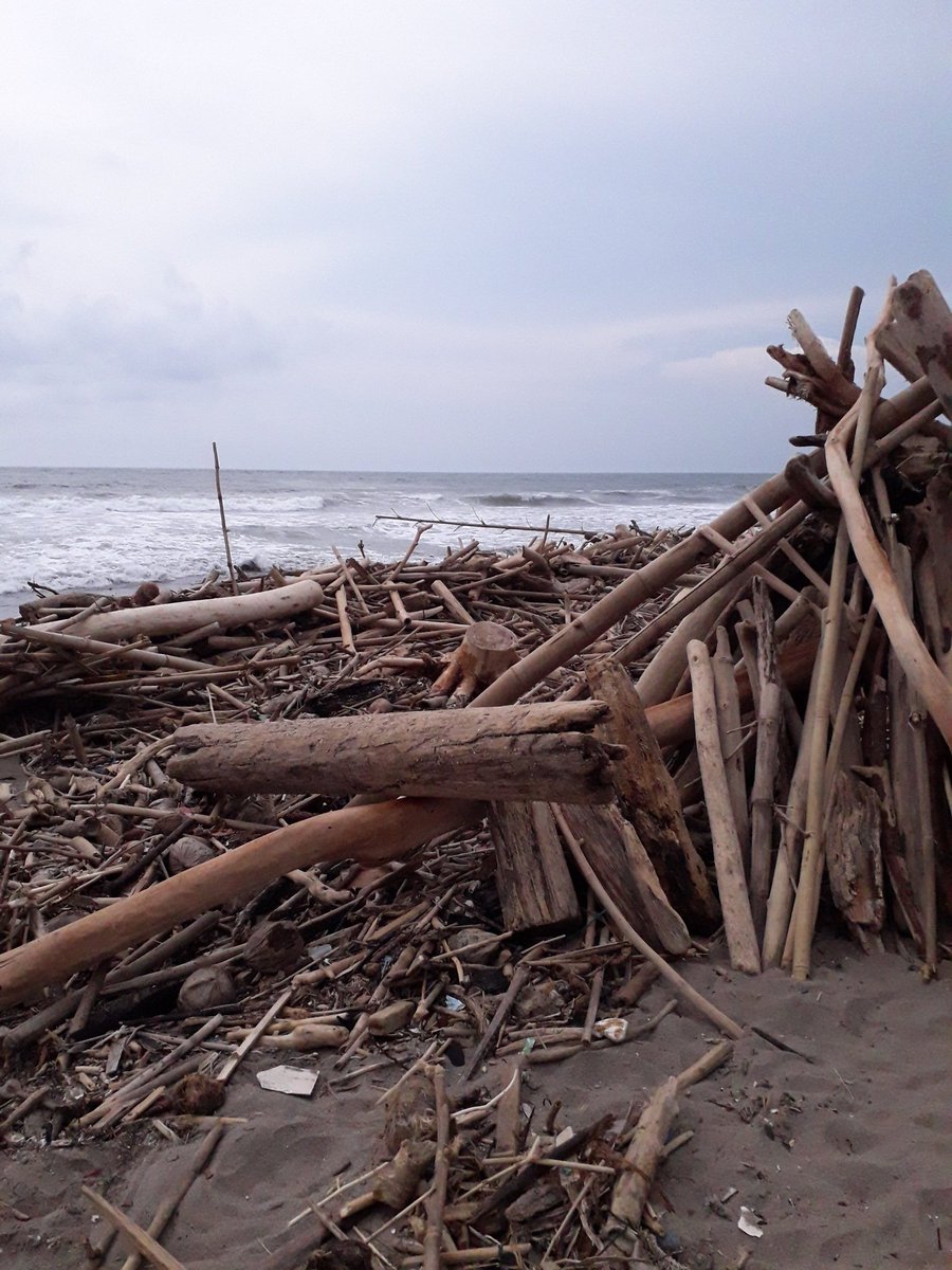 IndoinBali's tweet photo. Batu belig, December 24. Where does this wood come from? https://t.co/GMVDrHPxqP
